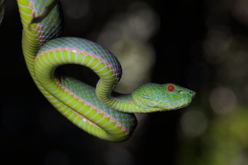 serpiente
