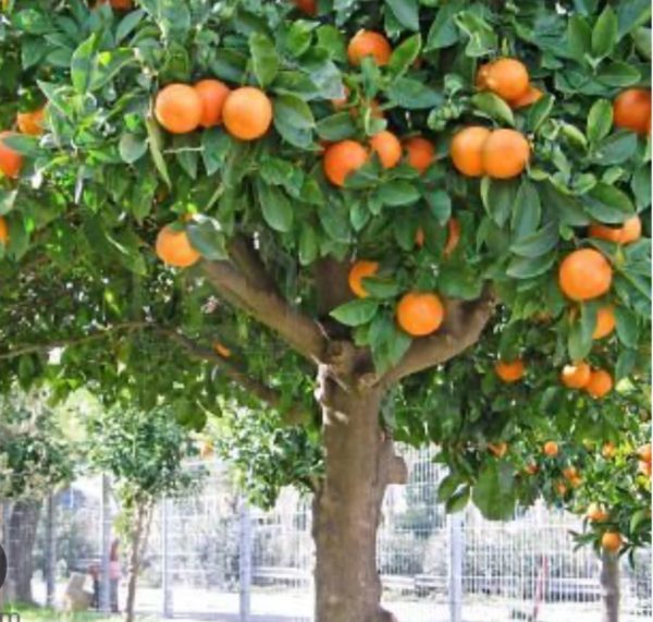 Frutos