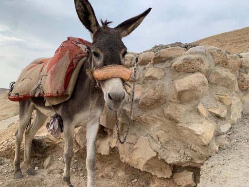 burro